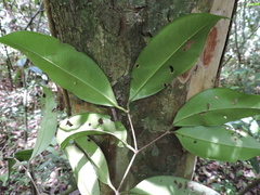 Calyptranthes lucida