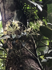 Epidendrum ciliare