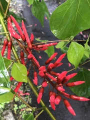 Erythrina corallodendron