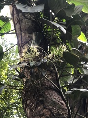 Epidendrum ciliare