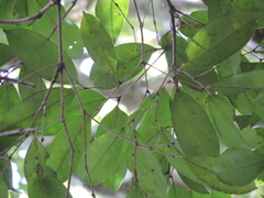 Calyptranthes lucida