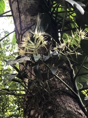 Epidendrum ciliare