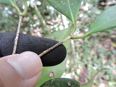 Calyptranthes lucida