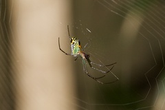 Leucauge argyrobapta