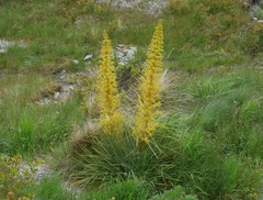 Aciphylla scott-thomsonii