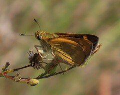 Hesperia meskei
