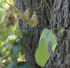 Aristolochia trilobata