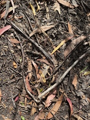 Diamma bicolor