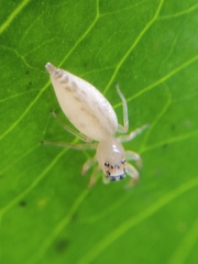 Cotinusa