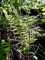 Cystopteris fragilis