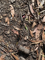Diamma bicolor