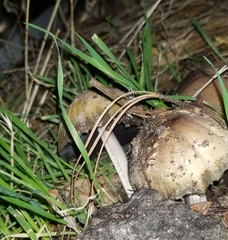 Coprinellus bipellis