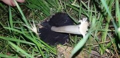 Coprinellus bipellis
