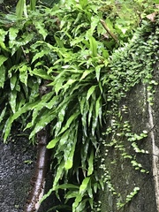 Microsorum punctatum