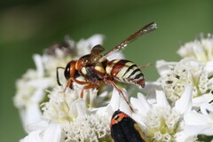 Euodynerus annulatus