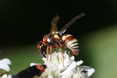 Euodynerus annulatus