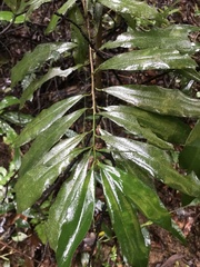 Ardisia quinquegona