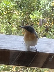 Myiagra cyanoleuca
