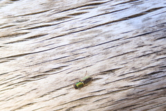 Odontomyia decipiens
