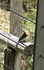 Myiagra cyanoleuca