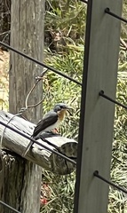 Myiagra cyanoleuca