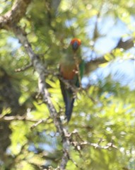 Aratinga auricapillus