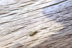 Odontomyia decipiens