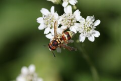 Euodynerus annulatus