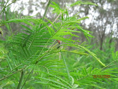 Gminatus