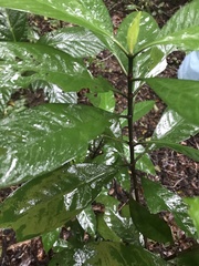 Ardisia sieboldii