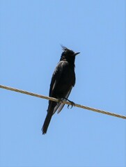 Knipolegus lophotes