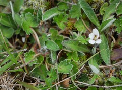 Geranium brevicaule