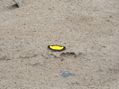 Xanthyris flaveolata