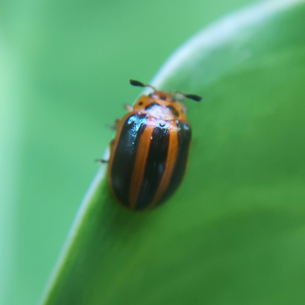 Plagiodera jucunda