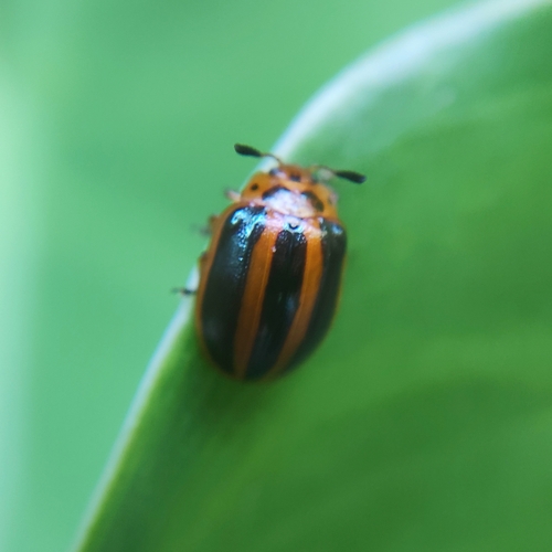 Plagiodera jucunda