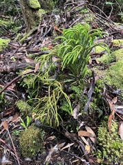 Lycopodiaceae