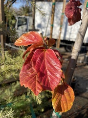 Parrotia persica