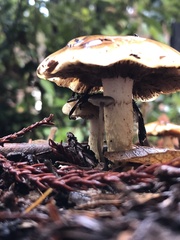 Pholiota velaglutinosa