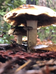 Pholiota velaglutinosa