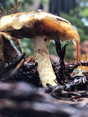 Pholiota velaglutinosa