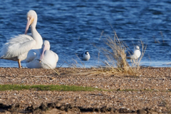 Leucophaeus pipixcan