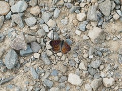 Lycaena
