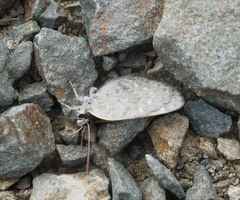 Lycaena