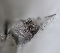Hamataliwa grisea