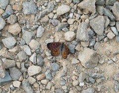 Lycaena