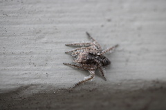 Hamataliwa grisea