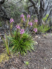 Stylidium armeria