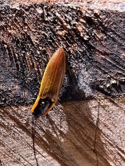 Semiotus luteipennis