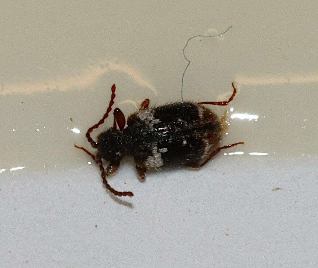 Ptinus bimaculatus