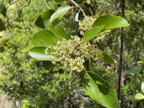Radal